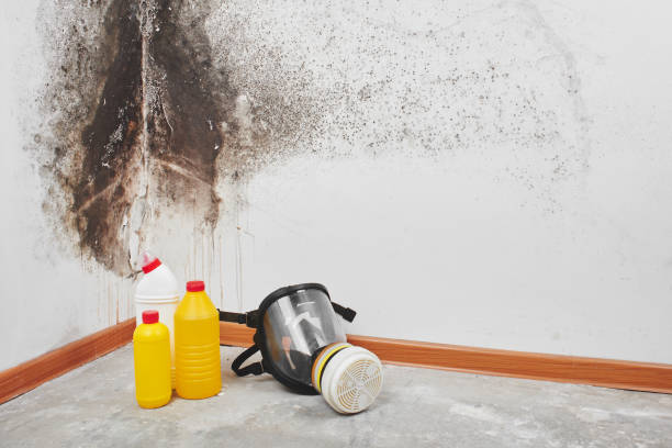 Best Certified Mold Removal  in Mabton, WA