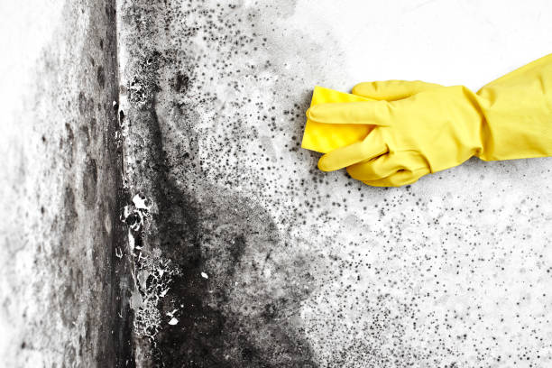 Mold Testing and Removal in Mabton, WA