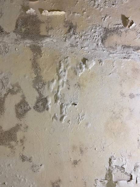 Best Office Mold Removal Services  in Mabton, WA