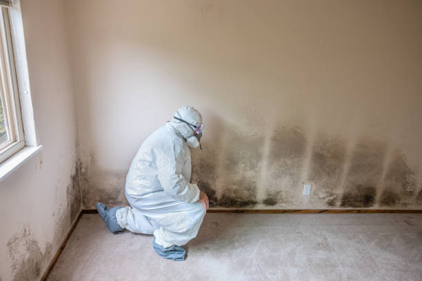 Best Mold Removal and Inspection  in Mabton, WA