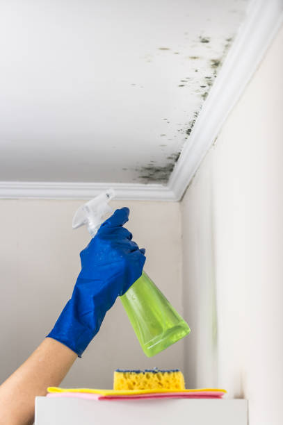 Mold Removal and Inspection in Mabton, WA