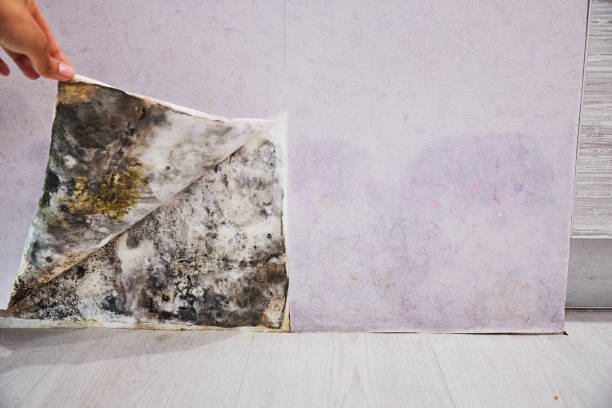 Best Office Mold Removal Services  in Mabton, WA
